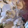 Orchids Image 4