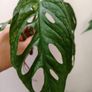 No.4 Monstera Adansonii Mint need bright light for mint to come back Image 3