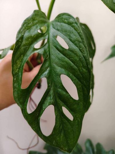 No.4 Monstera Adansonii Mint need bright light for mint to come back
