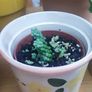 Indoor Plants Image 10