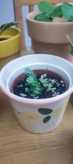 Indoor Plants