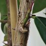 High Ficus rubber Plant Image 3