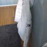 Women's Tommy Hilfiger White Quilted Jacket with hood Image 2