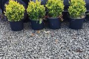 Instant Box Hedging 35 euro