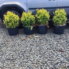 Instant Box Hedging 35 euro