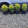 Blight resistant Box Hedging just 5 euro Image 7