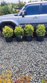 Instant Box Hedging 35 euro