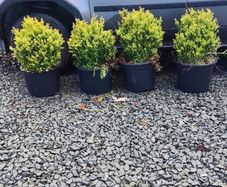 Instant Box Hedging 35 euro