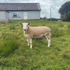 Aberfield Ram Lamb