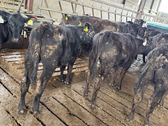 Aberdeen Angus Heifers