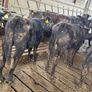 Aberdeen Angus Heifers Image 2