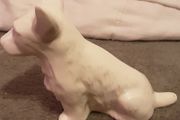 limited edition Belleek dog