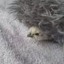 Silkie Bantam Hatching Eggs Image 9
