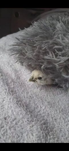 Silkie Bantam Hatching Eggs