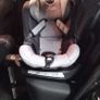 Mountain Buggy Safe Rotate Car Seat Image 3