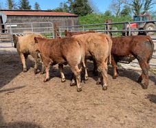 20 u grade heifer 310kg