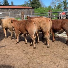 20 u grade heifer 310kg