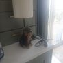 doggy lamp Image 5