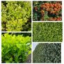 Laurel Hedging One Euro Image 2
