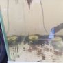 Bristle nose plecos all different ages some 3 to 7cm Image 4