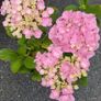 Hydrangea Image 3