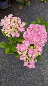 Hydrangea