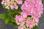 Hydrangea