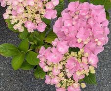 Hydrangea