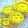 Corals Image 3