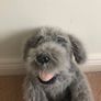 Irish Wolfhound teddy Image 2