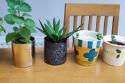 Indoor Plants