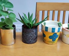 Indoor Plants