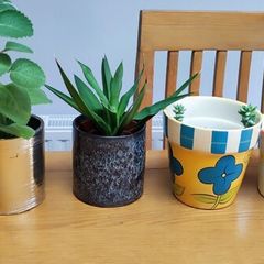 Indoor Plants