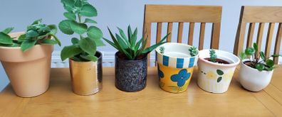 Indoor Plants