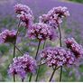Purple Verbena bonarienis Flower Image 9