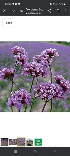 Purple Verbena bonarienis Flower