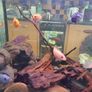 fish tank Image 5