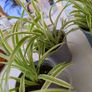 plant spider plant Image 3