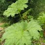 Gunnera manicata giant Rhubarb Image 2