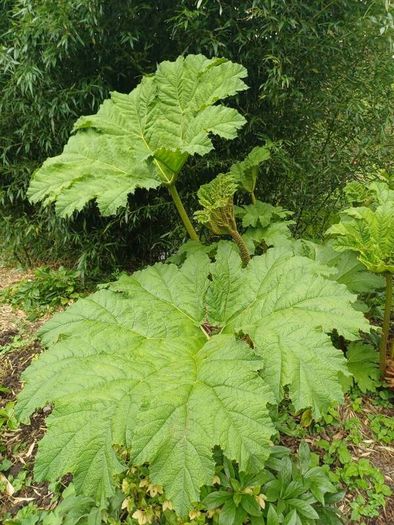 Gunnera manicata giant Rhubarb