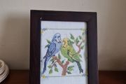 budgies picture