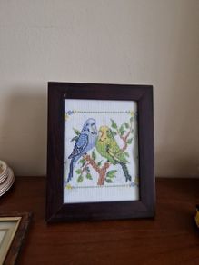 budgies picture