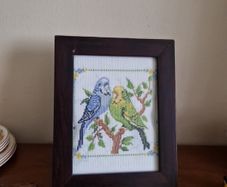 budgies picture
