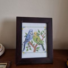 budgies picture