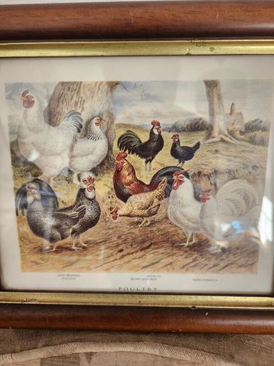 Beautiful Poltry Print Nicely Framed In Good Condition. See Photos For Same.