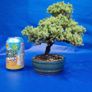 Juniper Bonsai Image 4