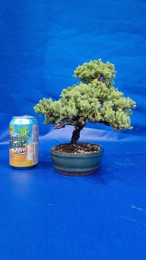 Juniper Bonsai