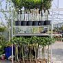Bay tree Image 9