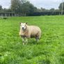 Texel/ Rouge Rams Image 2