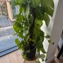 3 Plants w/ Pots (bundle or individual) Image 4